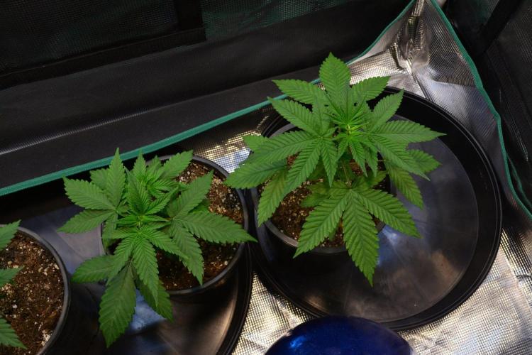 Tropicana Cookies FF. Week 4