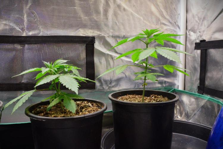 Tropicana Cookies FF. Week 4