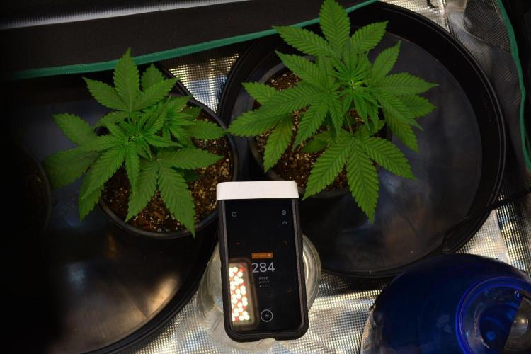 Tropicana Cookies FF. Week 4