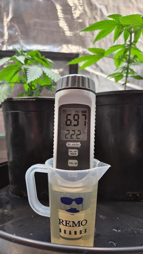 Tropicana Cookies FF. Week 4