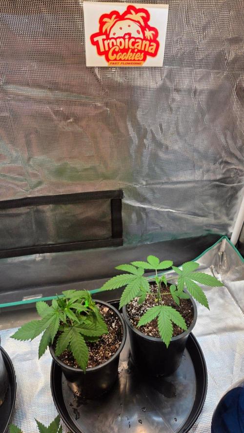 Tropicana Cookies FF. Week 4