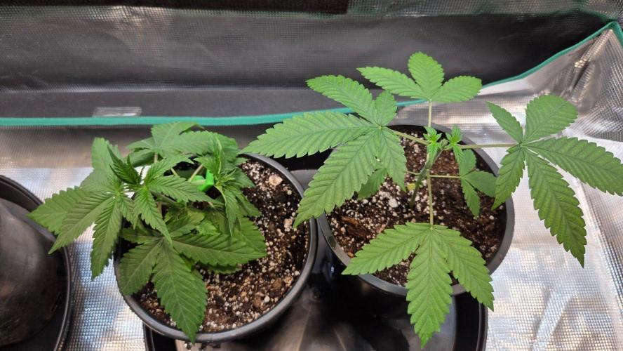 Tropicana Cookies FF. Week 4