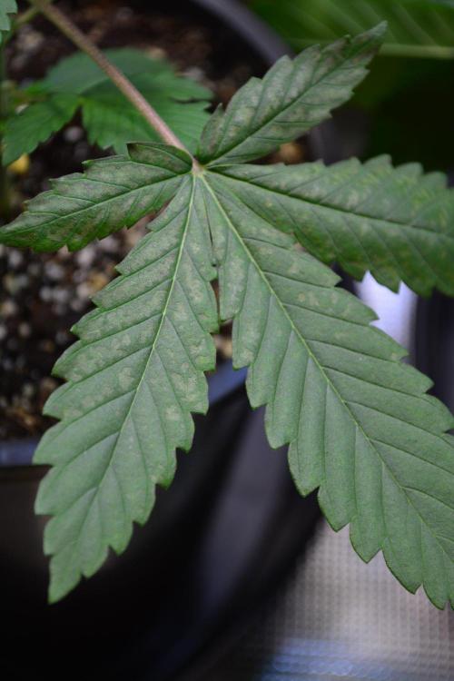 Orange Sherbet FF. Week 4 - Day 25 Calcium deficiency