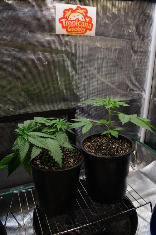 Tropicana Cookies FF. Week 4 - Day 25