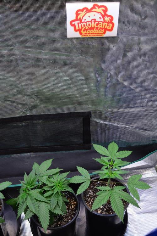 Tropicana Cookies FF. Week 4 - Day 25