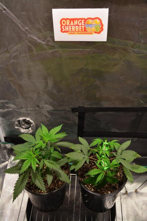Orange Sherbet FF. Week 5