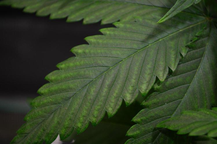 Tropicana Cookies FF. Week 5 - Day 29 - Mg deficiency