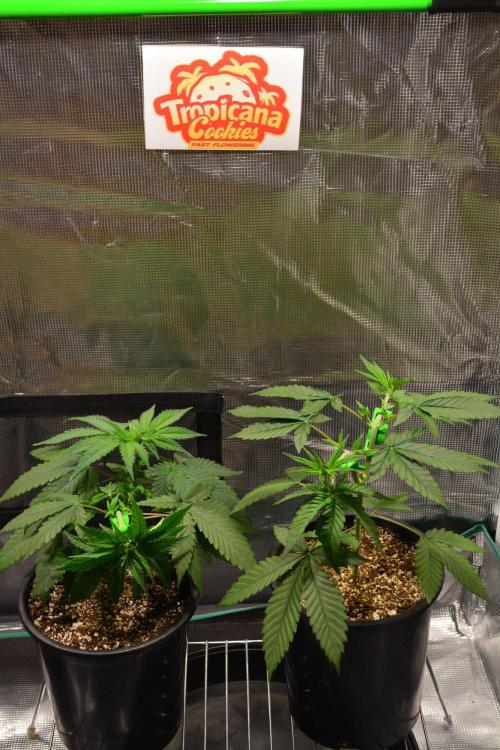 Tropicana Cookies FF. Week 5 - Day 29 - before transplant