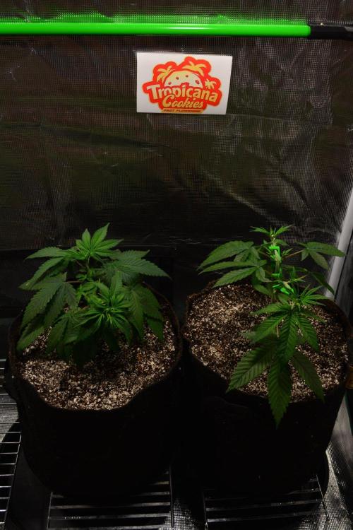 Tropicana Cookies FF. Week 5 - Day 29 - after transplant