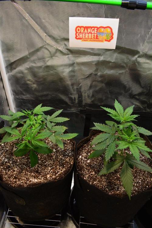 Orange Sherbet FF. Week 5 - Day 30 - After re-potting