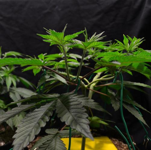 Tropicana Cookies FF. Week 6 - Day 37