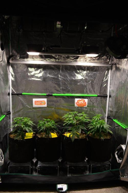 Tropicana Cookies FF. Week 6 - Day 37