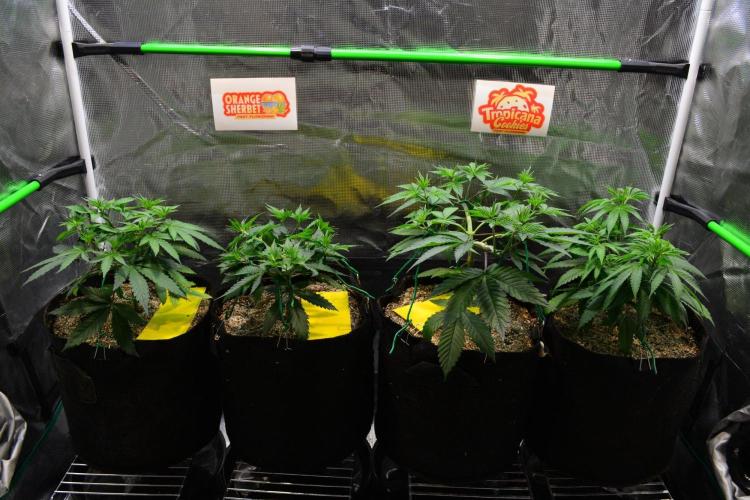Tropicana Cookies FF. Week 6 - Day 38