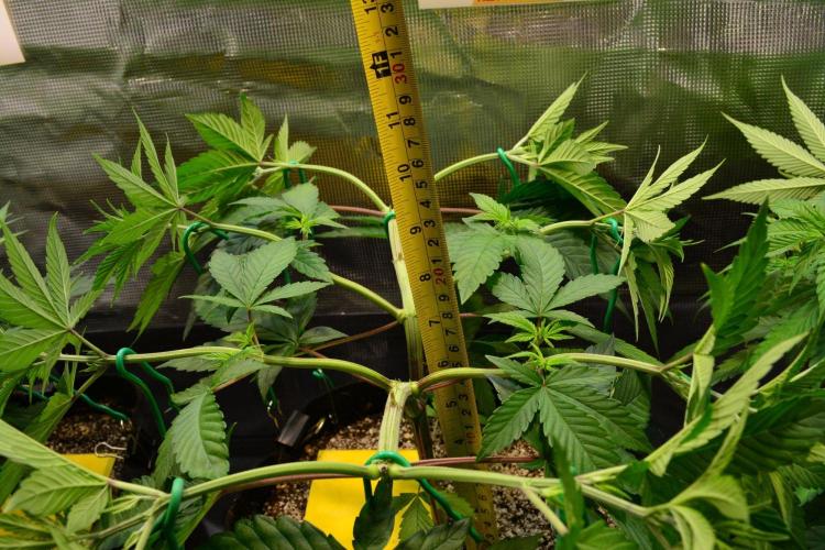 Tropicana Cookies FF. Week 6 - Day 40
