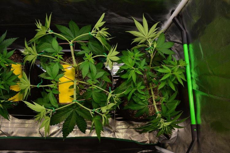 Tropicana Cookies FF. Week 6 - Day 40