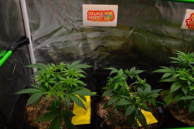 Orange Sherbet FF. Week 6 - Day 36