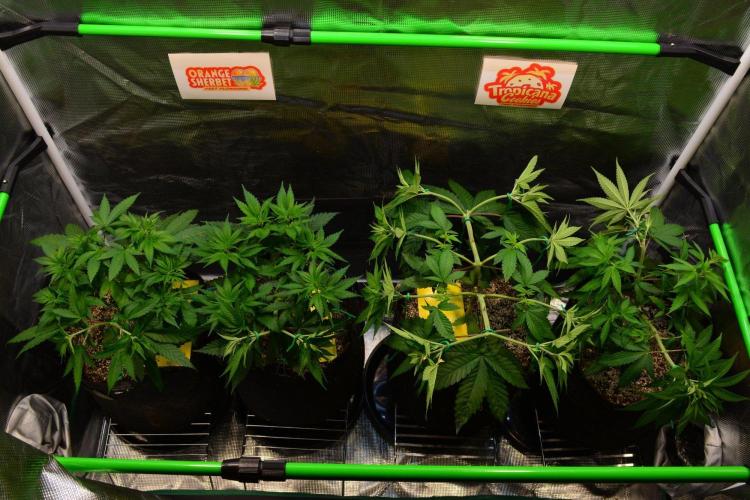 Orange Sherbet FF. Week 6 - Day 40