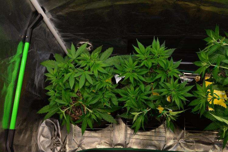 Orange Sherbet FF. Week 6 - Day 40