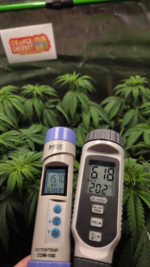 Orange Sherbet FF. Week 7 - Day 44 - Runoff PPM's & pH (Plant #1)