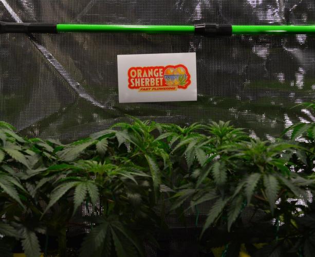 Orange Sherbet FF. Week 7 - Day 44