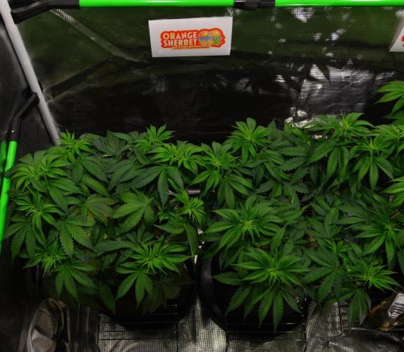 Orange Sherbet FF. Week 7 - Day 44