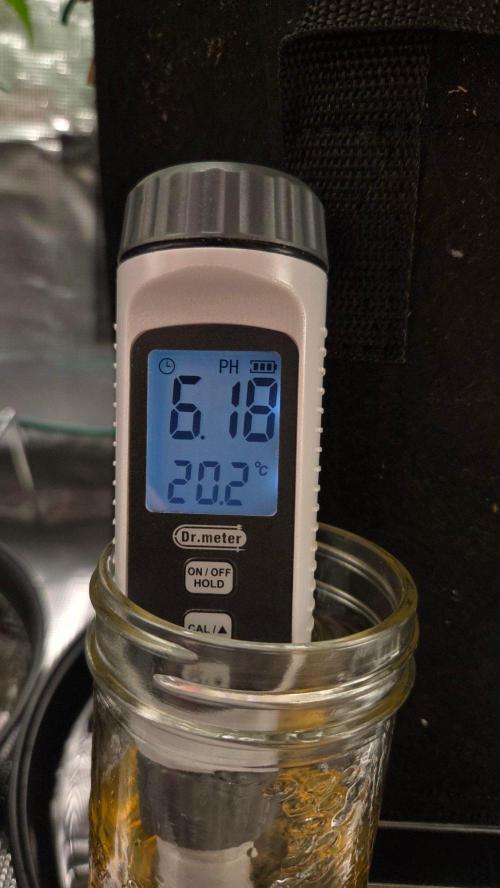 Orange Sherbet FF. Week 7 - Day 44 - Runoff pH