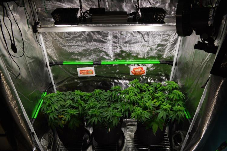 Orange Sherbet FF. Week 7 - Day 44