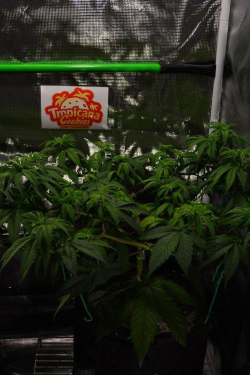 Tropicana Cookies FF. Week 7 - Day 49