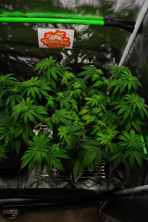 Tropicana Cookies FF. Week 7 - Day 49