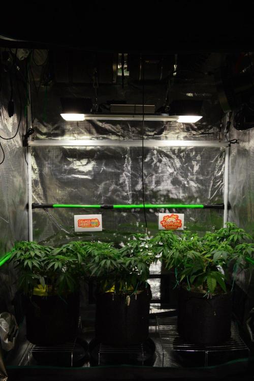 Tropicana Cookies FF. Week 7 - Day 49