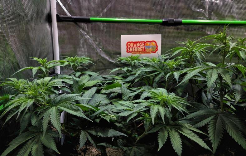 Orange Sherbet FF. Week 8