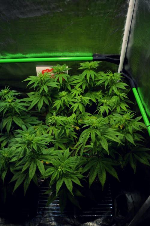Tropicana Cookies FF. Week 8