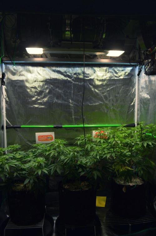 Tropicana Cookies FF. Week 8