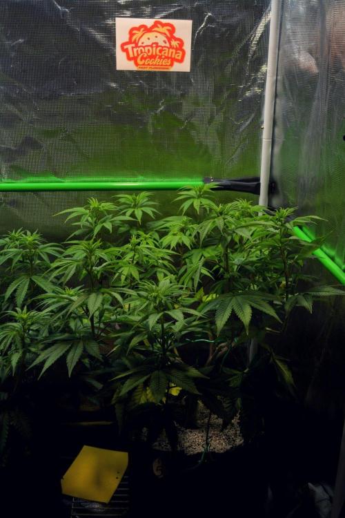 Tropicana Cookies FF. Week 8