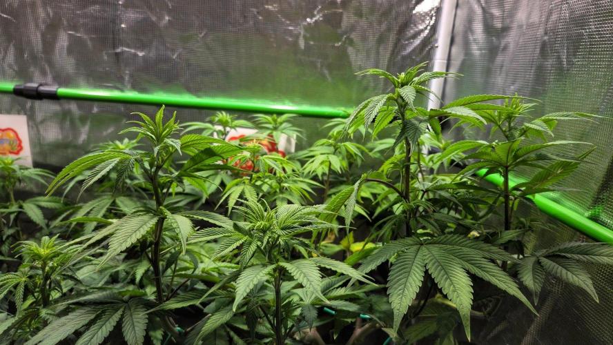 Tropicana Cookies FF. Week 8