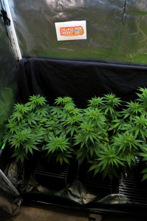 Orange Sherbet FF. Week 9 - Day 58