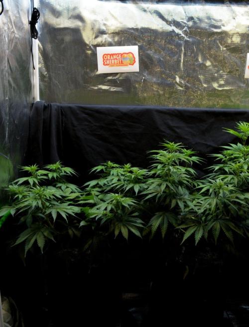 Orange Sherbet FF. Week 9 - Day 58