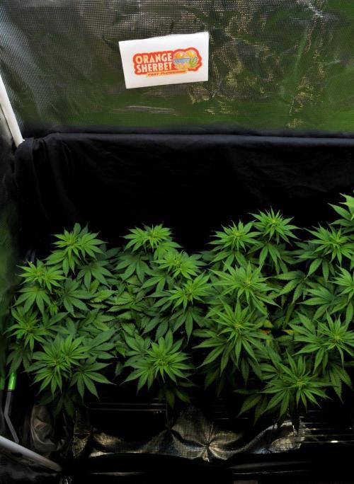 Orange Sherbet FF. Week 9 - Day 58