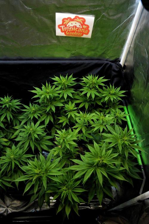 Tropicana Cookies FF. Week 9 - Day 58