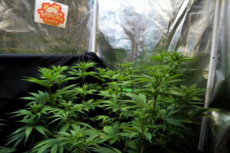 Tropicana Cookies FF. Week 9 - Day 58