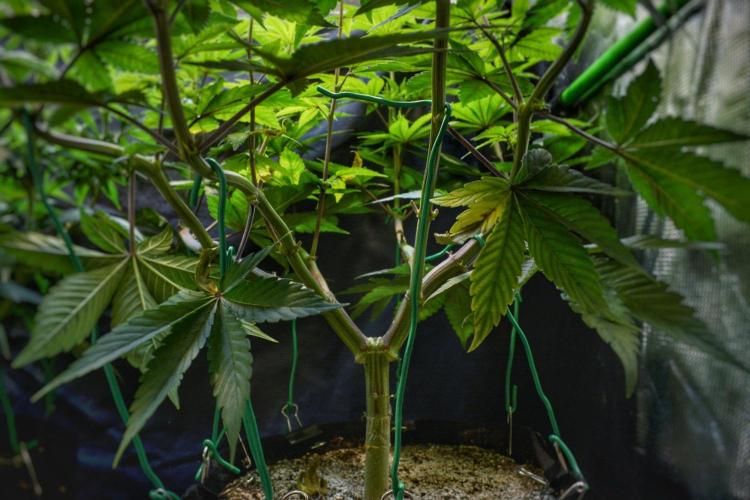 Tropicana Cookies FF. Week 9 - Day 58