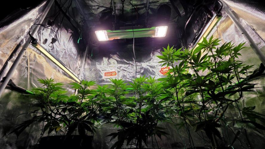 Orange Sherbet FF. Week 9 - Day 59