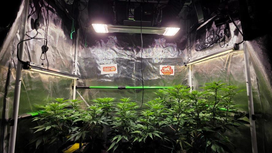 Tropicana Cookies FF. Week 9 - Day 59