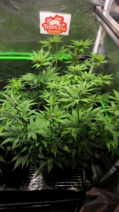 Tropicana Cookies FF. Week 9 - Day 63