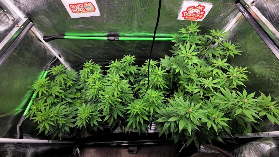 Tropicana Cookies FF. Week 9 - Day 63
