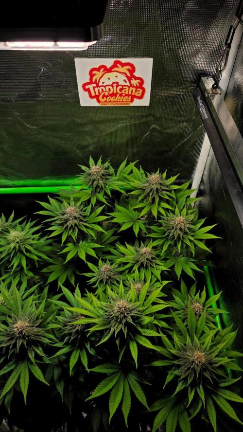 Tropicana Cookies FF. Week 12 - Day 80