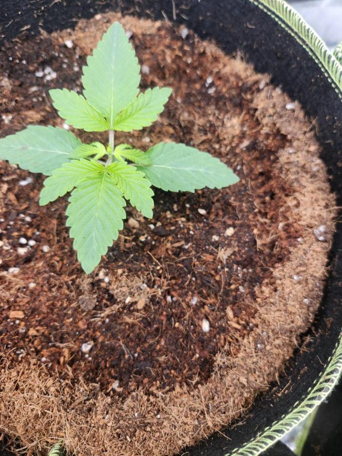 Artic Cherries perfect tree. Week 1 - 100% germination rate with impressive initial vigor
