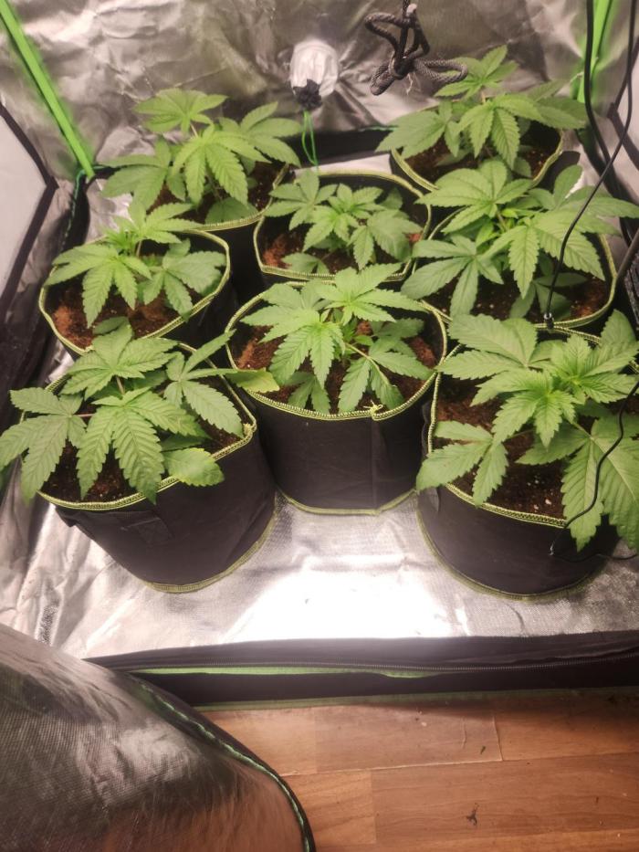 Artic Cherries perfect tree. Week 2 - "I use RO water and add Cal Mag until the EC reaches 0.3
Ppfd:400