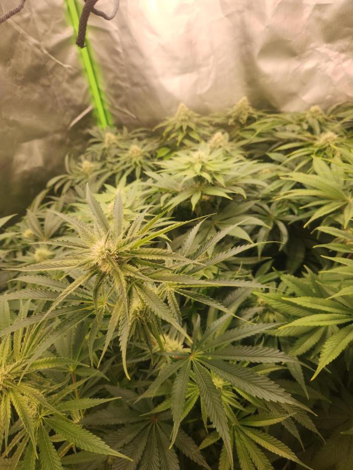 Artic Cherries perfect tree. Week 7