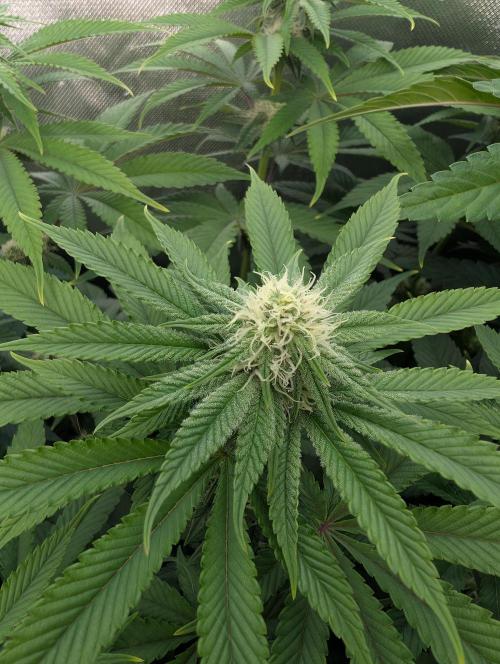 Artic Cherries perfect tree. Week 8